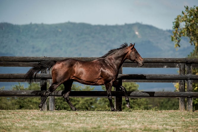 Ocean Park at Waikato Stud.  - Photo: Supplied