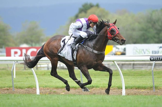 Gary Hennessy stands Ocean Emperor (pictured) at Weowna Park.  - Photo: Race Images
