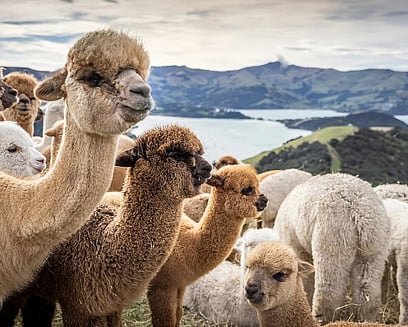 Alpacas on a Banks Peninsula farm overlooking Akaroa Harbour