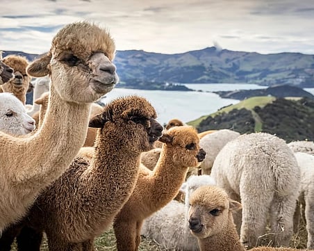 Alpacas on a Banks Peninsula farm overlooking Akaroa Harbour