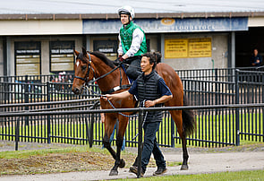 LOT 22 - Wild Ruler -ShisoGeldingBreeze Up  10.61