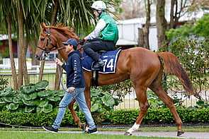 LOT 74 - All Too Hard &ndash; The BrideGeldingBreeze Up 10.56