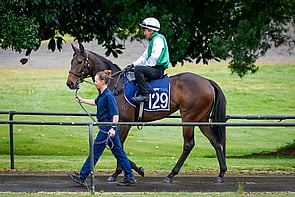 LOT 129 - Zousain &ndash; Zsa Zsa G'ZelFillyBreeze Up 10.40