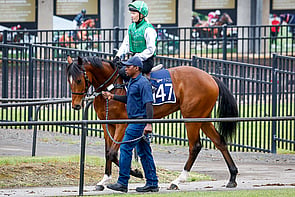 LOT 147 - Sweynesse &ndash; AnneofpaisleyGeldingBreeze Up 10.81