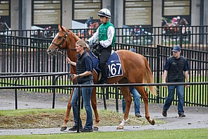 LOT 167 - King of Comedy &ndash; Beyond ComparisonFillyBreeze Up  10.88