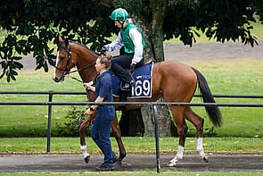 Lot 169 - Staphanos&ndash; Biga KickFillyBreeze Up 10.93