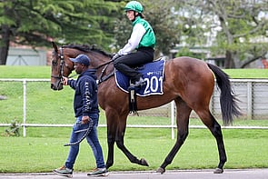 LOT 201 - Per Incanto - Champagne TastesFillyBreeze Up 11.06