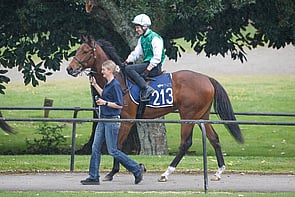 LOT 213 - Per Incanto &ndash; CornerstoneGeldingWITHDRAWN