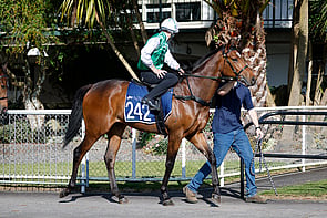LOT 242 - Ardrossan &ndash; ElfinGeldingBreeze Up 10.35