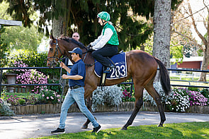 LOT 283 - Wild Ruler &ndash; Hidden AttractionGeldingBreeze Up 10.46