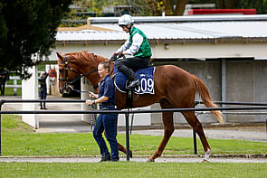LOT 309 - Pinatubo &ndash; JessieColtBreeze Up 10.69