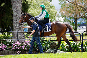 LOT 312 - Artorius &ndash; Joseph's CoatColtBreeze Up 10.70