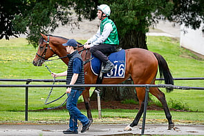 Lot 316 - Toronado &ndash; Just a BlurColtBreeze Up 10.71