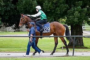 LOT 329 - Staphanos &ndash; Laced With GoldGeldingBreeze Up 10.31