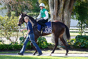 LOT 336 - Cosmic Force &ndash; Lady MoochiGeldingBreeze Up 10.45