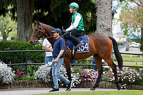 Lot 354 - All Too Hard &ndash; Love in AutumnGeldingBreeze Up 10.71