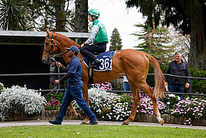 LOT 361 - Star Turn &ndash; Magic NeraGeldingBreeze Up 10.51