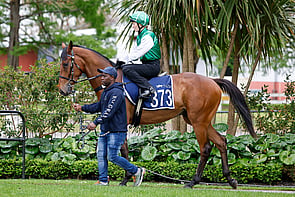 Lot 373 - Star Turn&ndash; MeijiGeldingBreeze Up 10.60