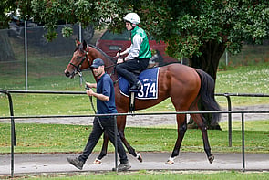 LOT 374 - Proisir&ndash; Meleka BelleColtBreeze Up 10.40