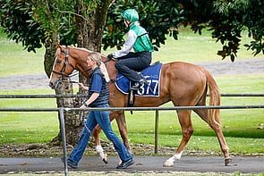 LOT 377 - King of Comedy &ndash; Merlot MagicGeldingBreeze Up 10.45