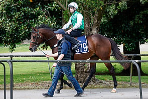Lot 379 - Home Affairs &ndash; MinthaColtBreeze Up 11.00