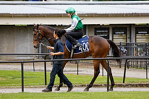 LOT 400 - Ardrossan &ndash; Night StoryGeldingBreeze Up 11.09