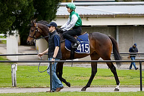 Lot 415 - Proisir &ndash; Our AbbadeanGeldingBreeze Up 10.54