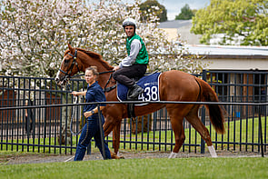 LOT 438 - Maurice &ndash; Pretty ElsaFillyBreeze Up 10.56