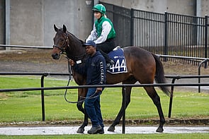 LOT 444 - Brutal &ndash; Queen of ZealandGeldingBreeze Up 11.56