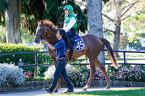 Lot 445 - Showtime &ndash; QuietlyColtBreeze Up 10.58