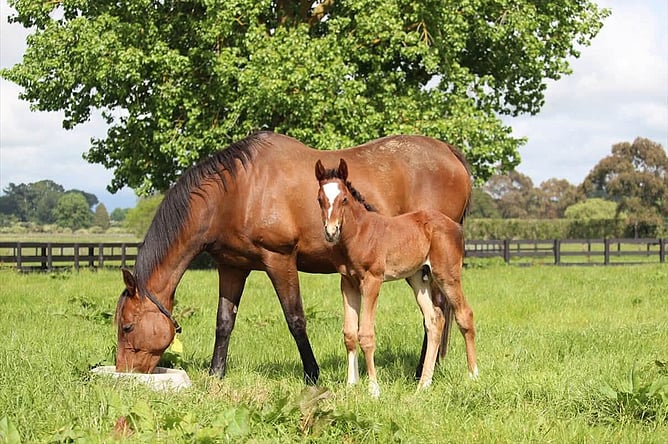 Cosmic Crusader with his mother, Cosmic Storm, at Windsor Park Stud where he was born. - Photo: supplied