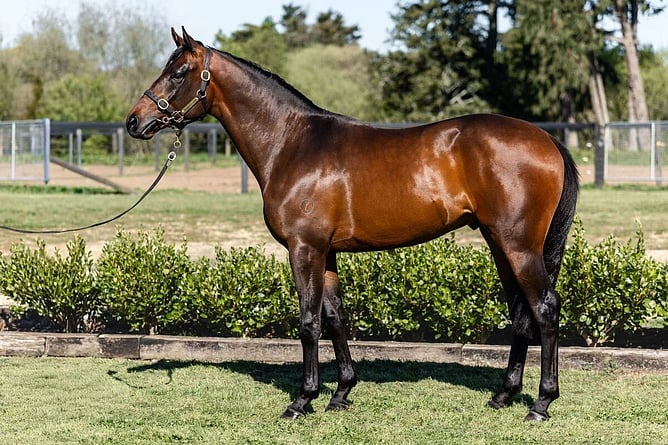 Lot 175 presented by Riverrock Farm.  - Photo: supplied