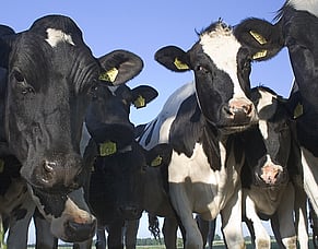 Displaced Abomasum: The Early Lactation &lsquo;Ping&rsquo; Problem