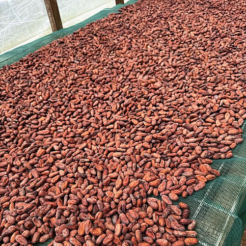 cocoa drying