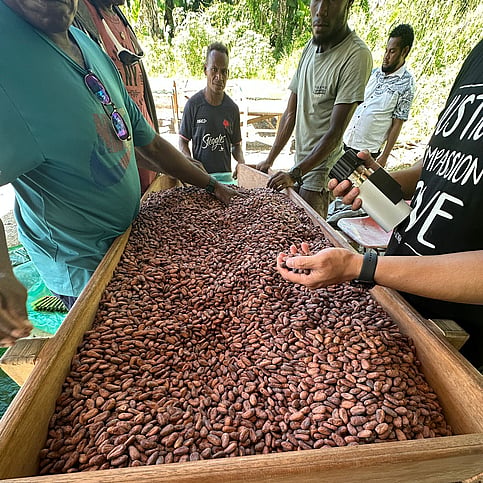 farmers selecting beans