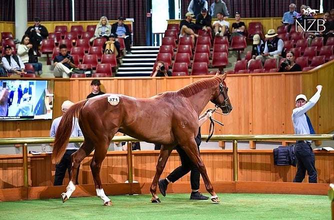 Lot 371 by Written Tycoon was sold for $775,000 to HKJC trainer, James Cummings - Photo: supplied