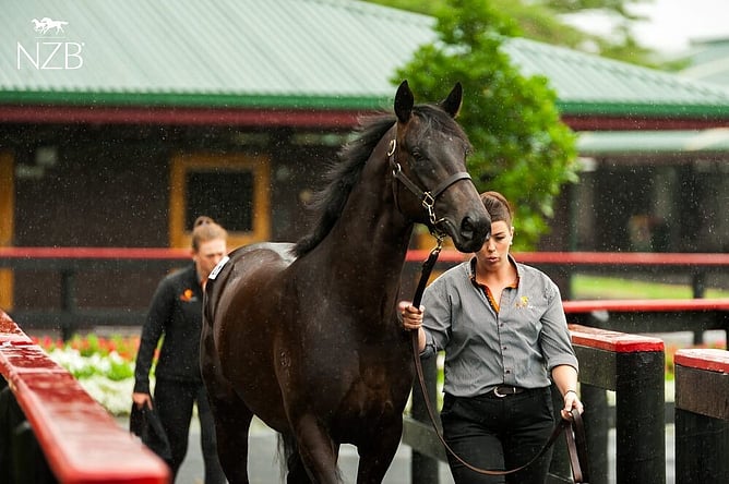 Warmonger (NZ) heading to the Ready to Run sales ring in 2022 - Photo: supplied