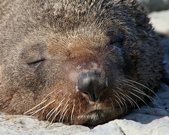 New Zealand fur seals at Point Kean, Kaikōura Peninsula