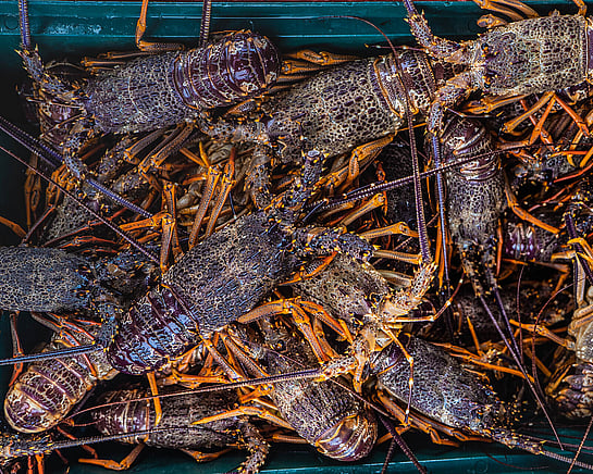 Fresh crayfish in the town named for it