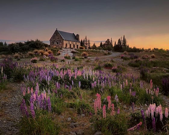 Church of the Good Shepherd at sunset with lupins, Lake Tekapo