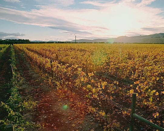Autumn vineyard in the Waipara Valley, North Canterbury