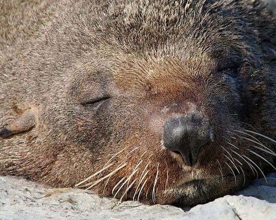 New Zealand fur seals at Point Kean, Kaikōura Peninsula