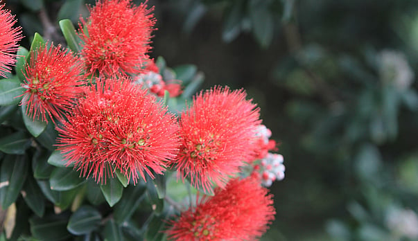 Kirihimete/Xmas &amp; New Year opening hours
