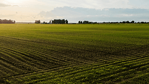 Lonsdale Foliar Fertiliser for targeted application to crops