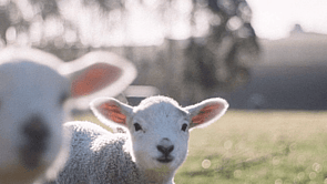 Use Lonsdale Livestock Apple Cider Vinegar for healthier, performing and resilient sheep livestock