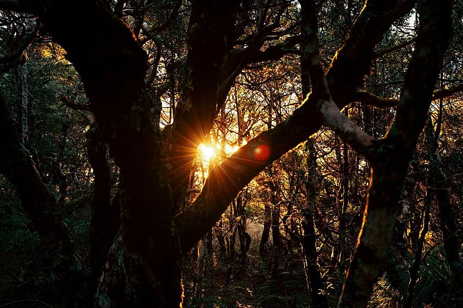 Enjoying an evening walk and the setting sun in one of Ohakune's local forest walks